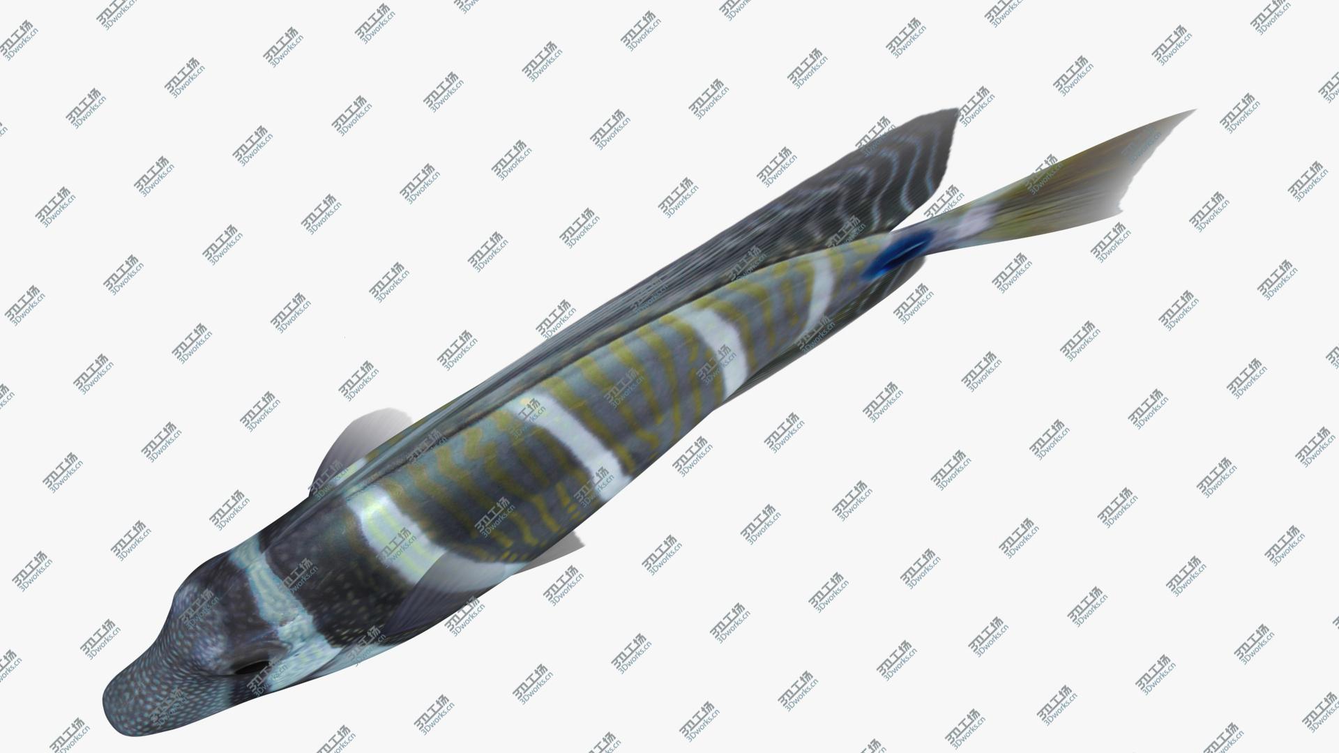 images/goods_img/202105071/Sailfin Tang Animated 3D model/4.jpg